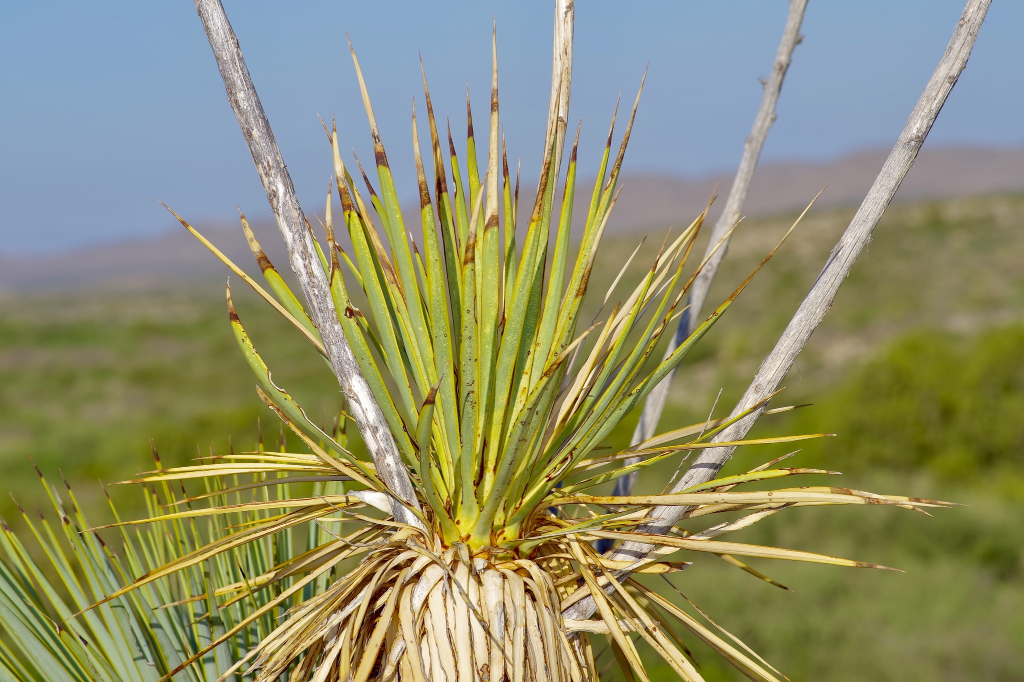Yucca thompsoniana